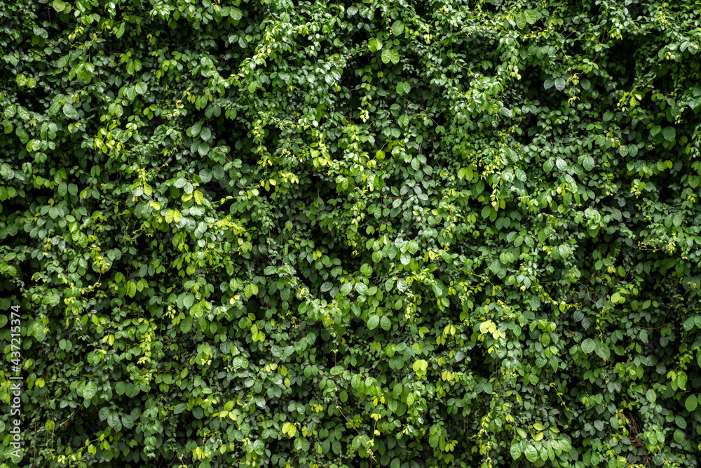 Green leaf wall texture background. Vine on the wall. Nature of green plants. Environmental freshness wallpaper concept. Green leaf wall texture background. Vine on the wall. Nature of green plants. Environmental freshness wallpaper concept.