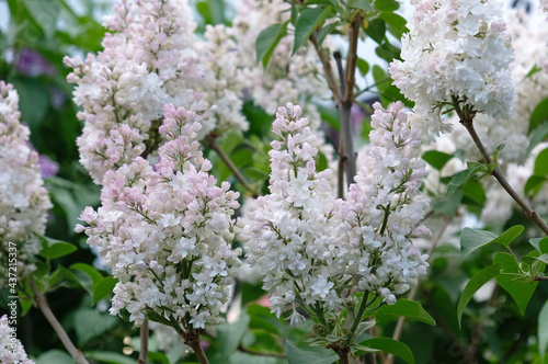 Beautiful blooming varietal selection Syringa vulgaris 