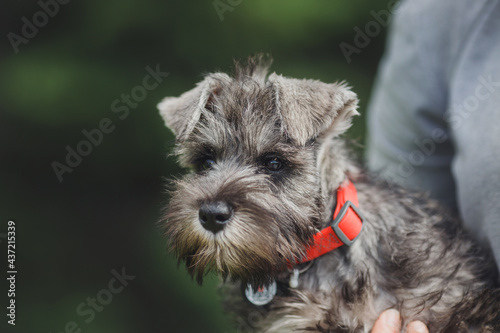 dog puppy Miniature Schnauzer in the grass 