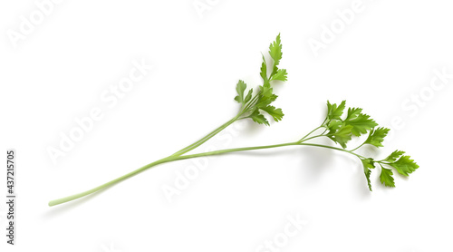 Realistic 3d parsnip leaves isolated vector illustration. Fresh green Celery, parsley bunch on white background photorealistic. Dill of parsley