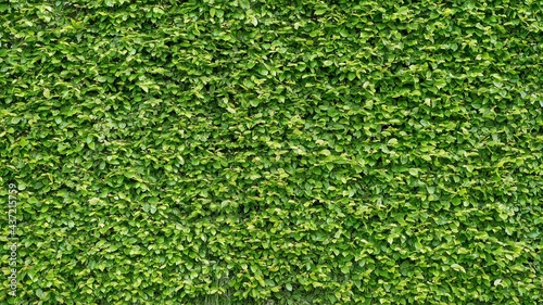 Hornbeam hedge in summer (Carpinus betulus)