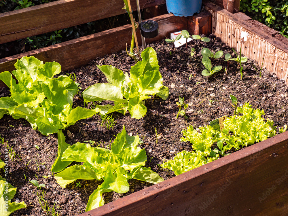 Salat wächst im Frühbeet im Garten Stock-Foto | Adobe Stock