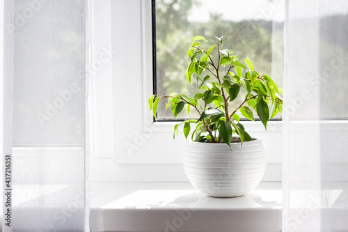 Potted Ficus benjamina plant on the windowsill in the room