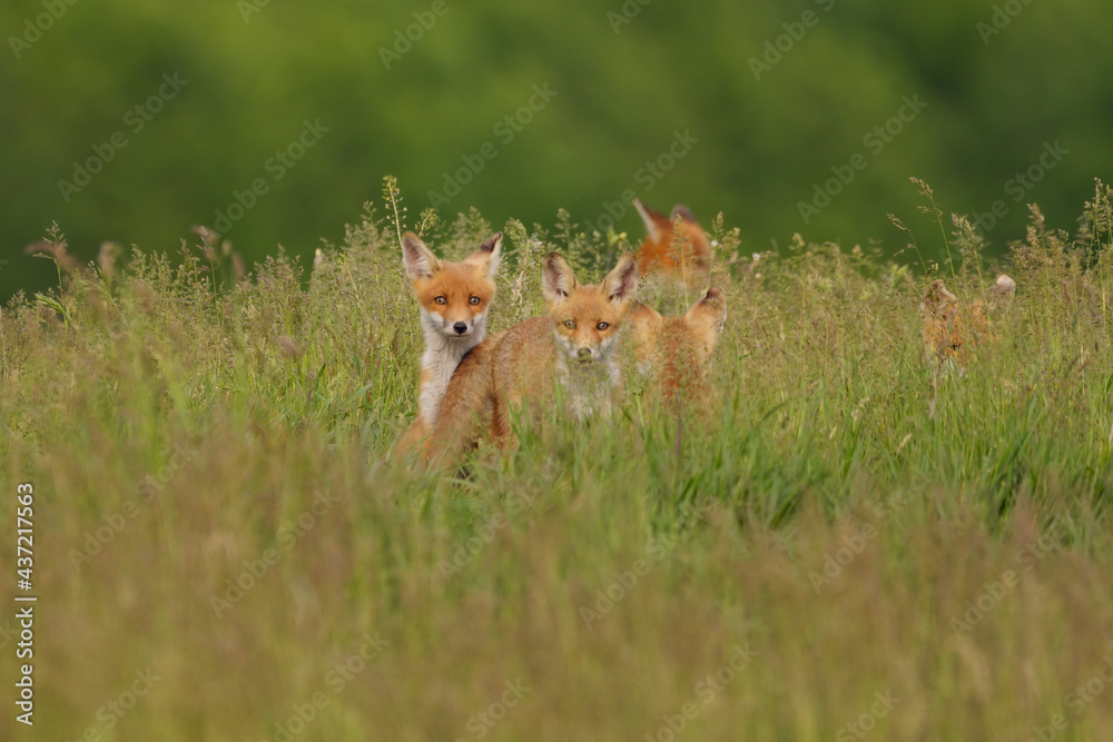 Little fox cubs in the meadow Little fox cubs in the meadow