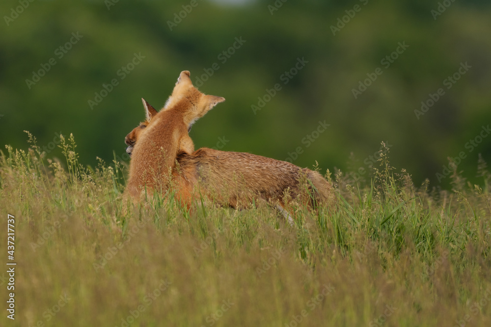 Fox cub playing with the mother fox on the meadow Fox cub playing with the mother fox on the meadow