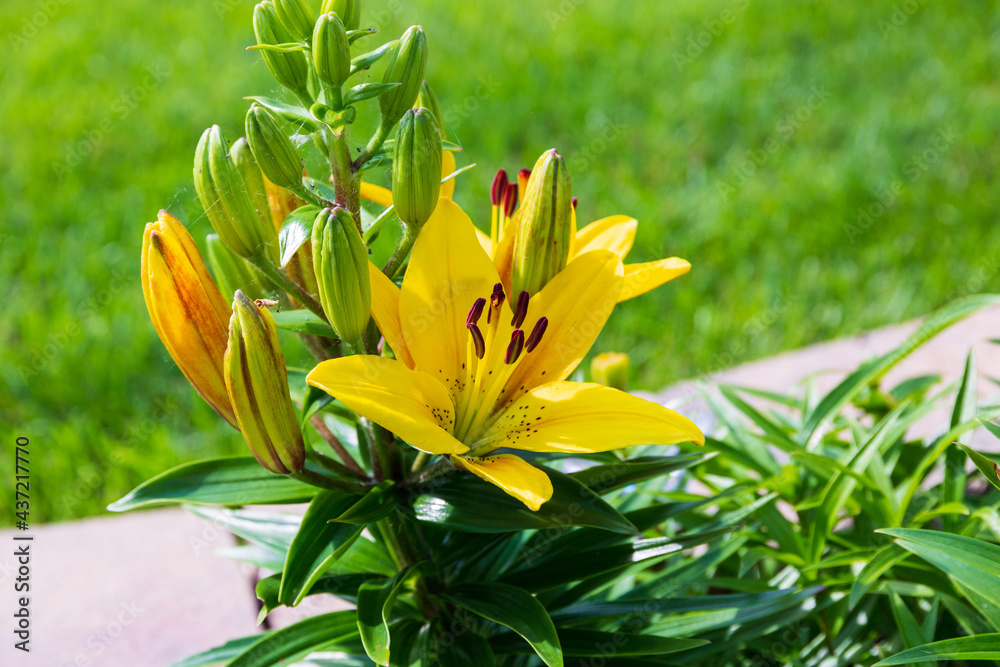 group of yellow lilies mid morning in the lily garden