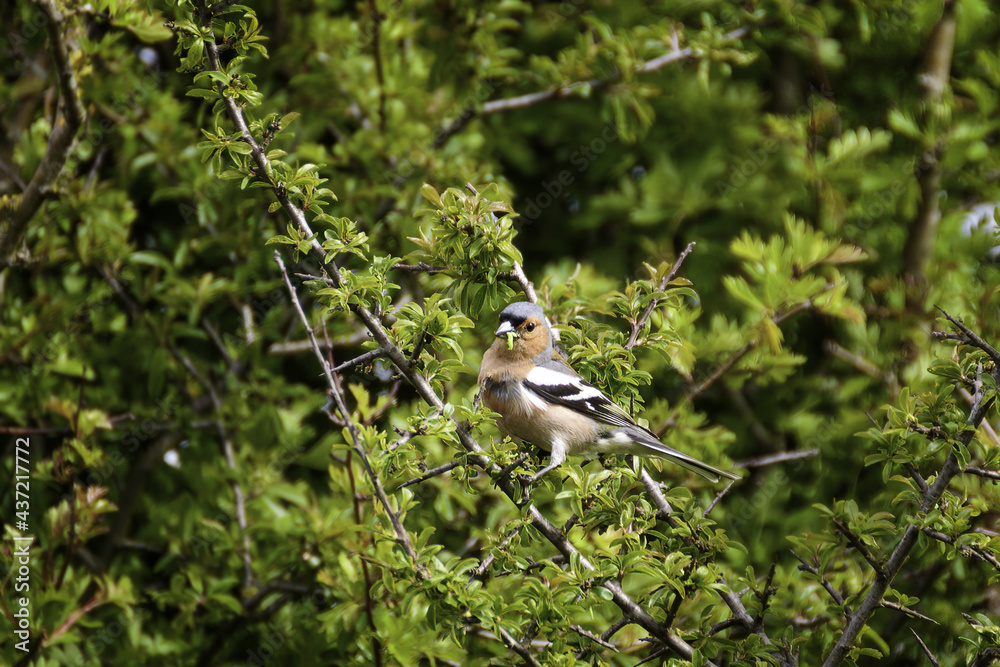 Obraz premium Chaffince with grub