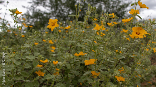 flower