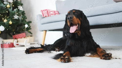 Scottish setter dog lying sideways near decorated christmas tree at home