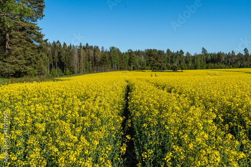 Rapeseed or colza (Brassica napus) golden field. Panoramic view of a yellow rapeseed field with a forest on the horizon. Agriculture technology for growing ecology plants for oil and biofuels.