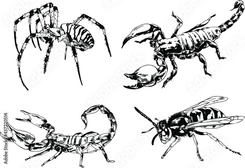 vector drawings sketches different insects bugs Scorpions spiders drawn in ink by hand   objects with no background