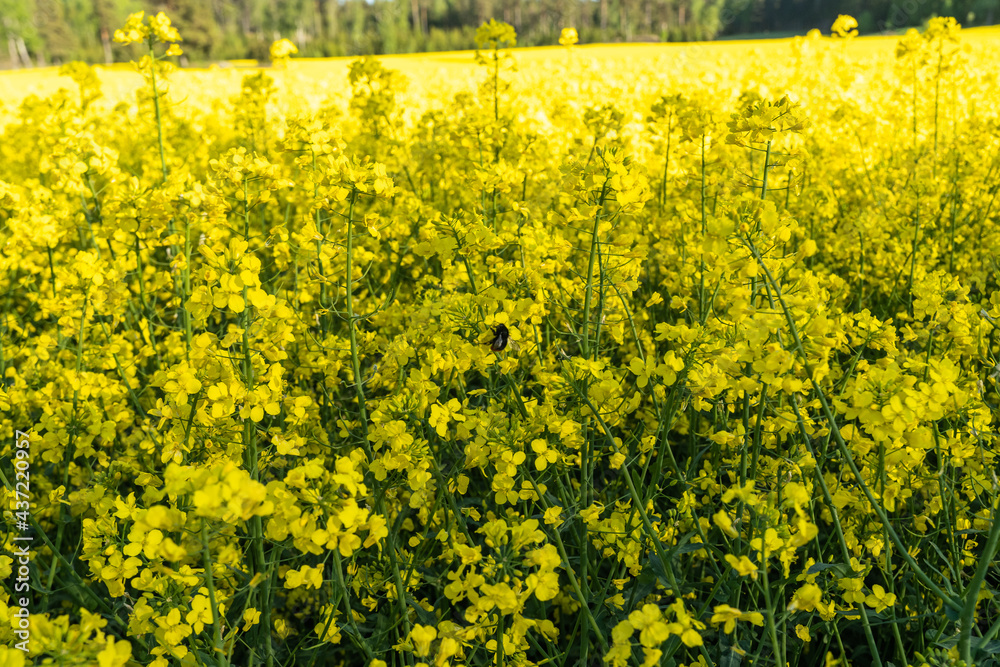Obraz premium Bumblebee pollinates flowers. Insects help in pollination of plants. Rapeseed or colza (Brassica napus) golden field. Panoramic view of a yellow rapeseed field. Agriculture eco farm technology.