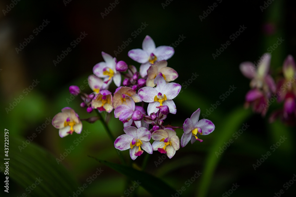 Orchid flowers in the forest Orchid flowers in the forest