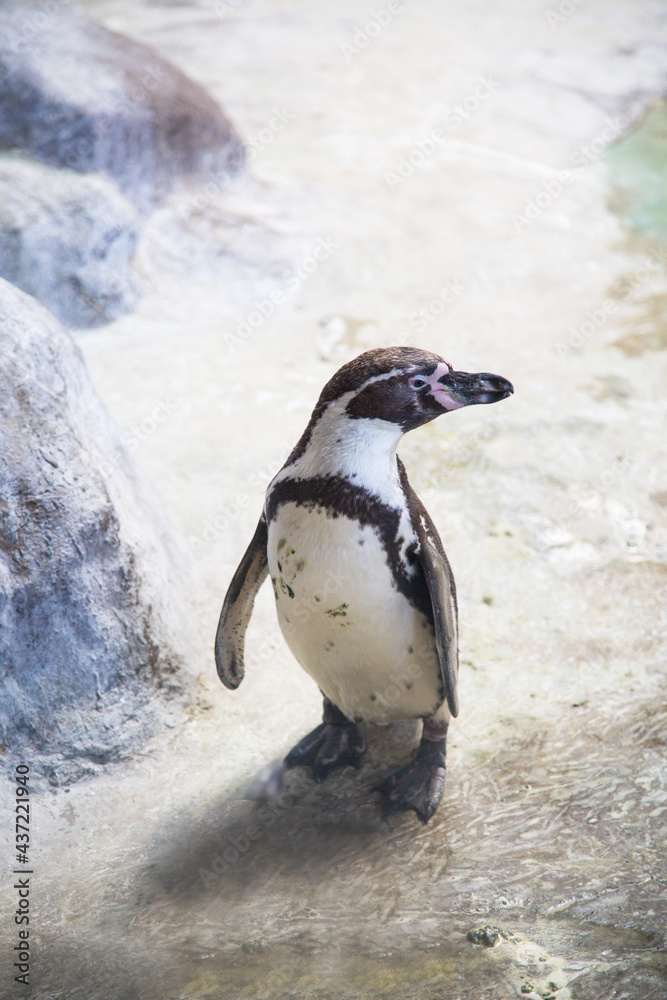 Naklejka premium Humboldt's Penguin (lat. Spheniscus humboldti)) standing on a rocky shore among the ice and rocks, turning his head to the side. Wildlife fauna birds.