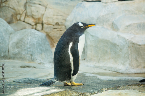 Papuan penguin (Latin: Pygoscelis papua) standing on a rocky shore among ice and rocks. Wildlife fauna birds.