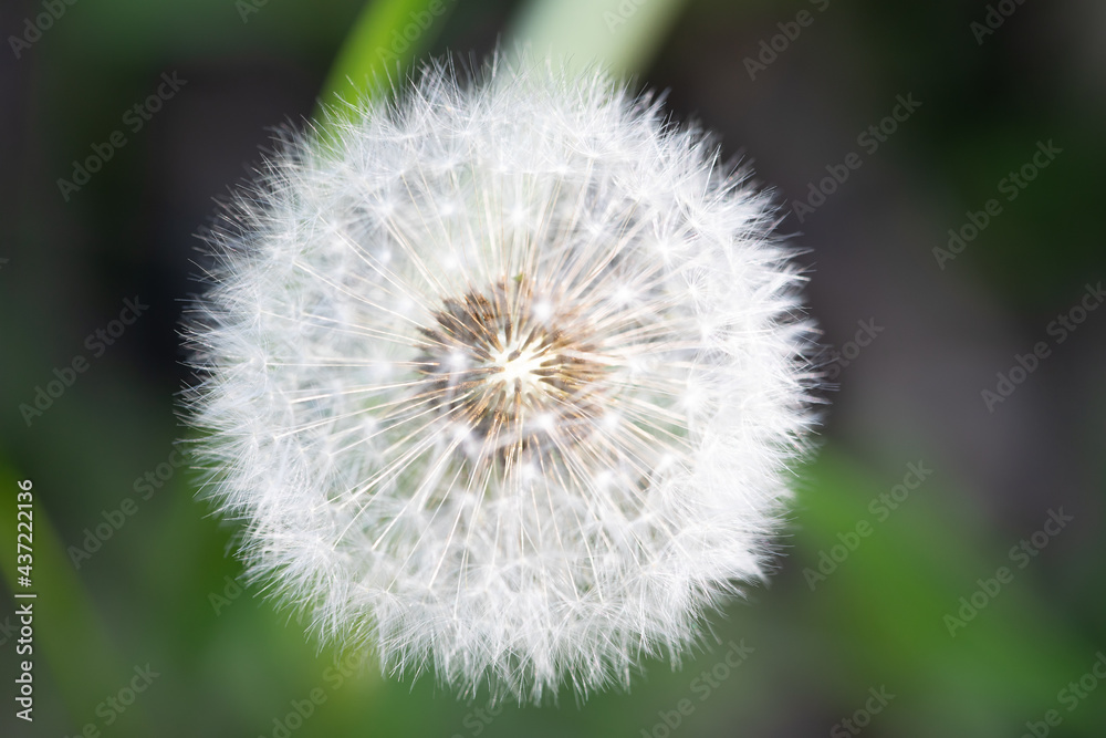 White fluffy flower of a blooming dandelion, close-up, against a background of green plants.