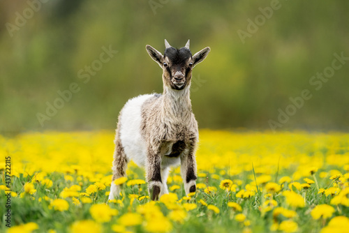 Little Nigerian pygmy goat on the field with flowers. Farm animals. photo