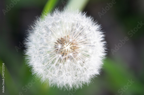 White fluffy flower of a blooming dandelion  close-up  against a background of green plants.