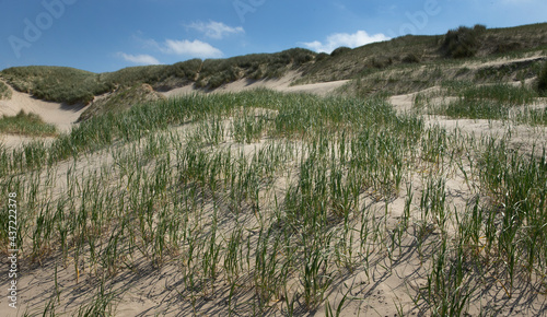 Marram grass. Dunes and clouds at nortsea coast. Julianadorp Netherlands. Beach