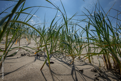 Marram grass. Dunes and clouds at nortsea coast. Julianadorp Netherlands. Beach