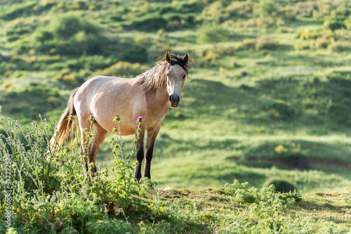 Horses in Albanian mountains, Albania