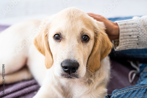 Lovely young retriever dog at home