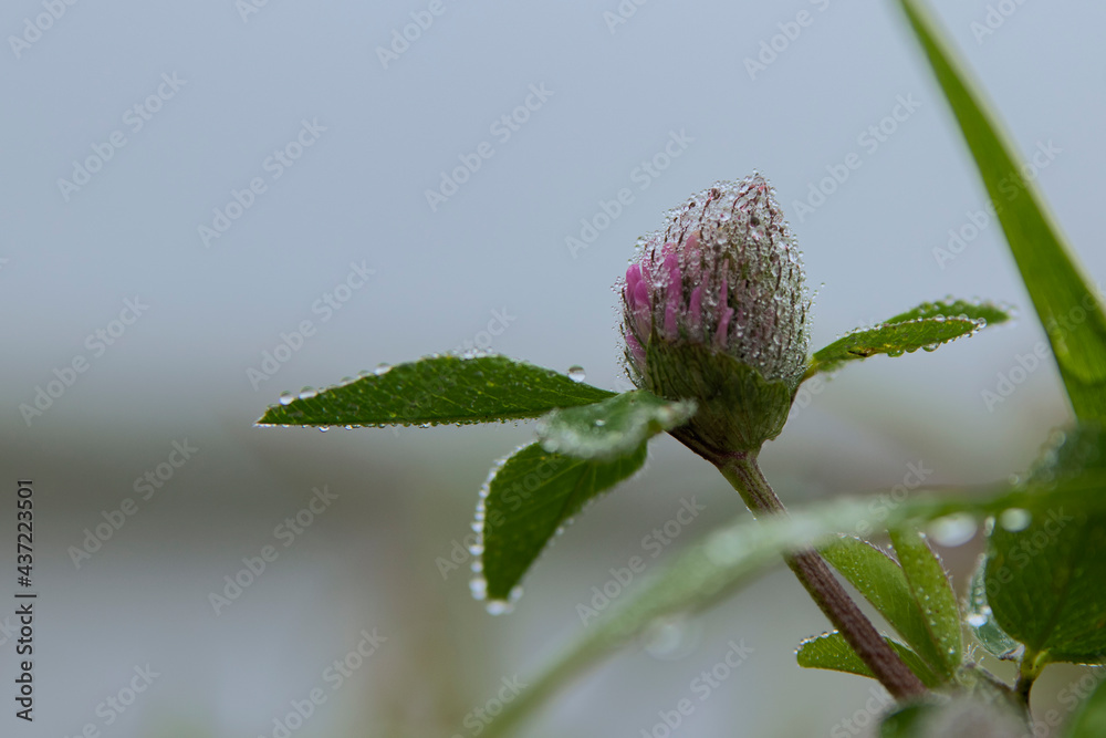 Foggy morning. Close-up of a clover flower and leaves covered with dew drops. Foggy morning. Close-up of a clover flower and leaves covered with dew drops.