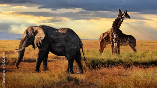 Fototapeta Naklejka Na Ścianę i Meble -  African huge elephant and giraffes  in the Serengeti National Park. Tanzania. African safari.