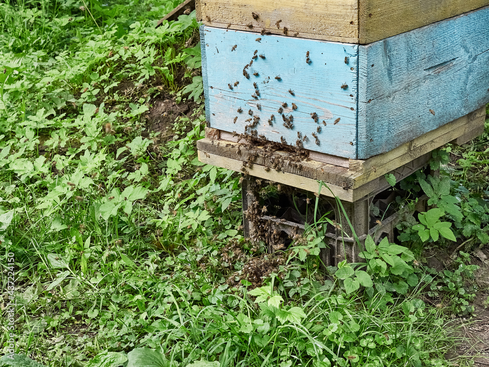 Thousands of bees fly out of the hive onto the grass and begin to form a swarm of bees
