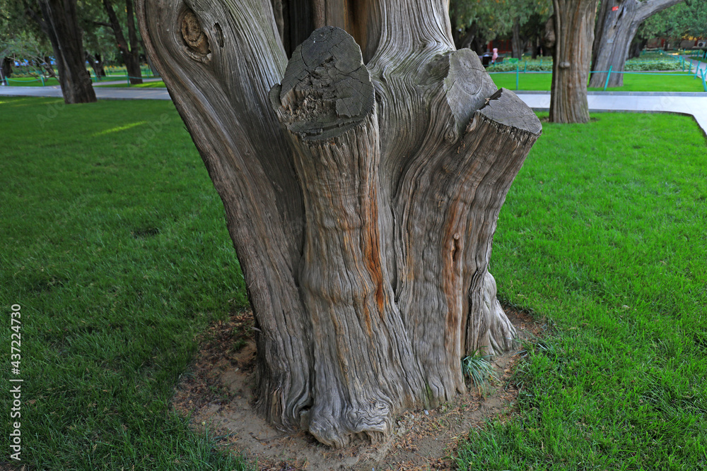 The old trunk of Platycladus orientalis The old trunk of Platycladus orientalis