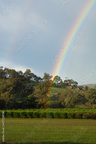 Rainbow over a field 