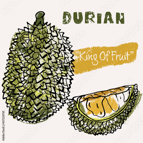 Durian tropical fruit line art and color hand-drawn vector illustration. Rough crayon strokes doodle in an expressive loose coloring book style