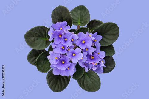Blue Violet Saintpaulia flower on blue background. African Saintpaulia houseplant. Top view. photo