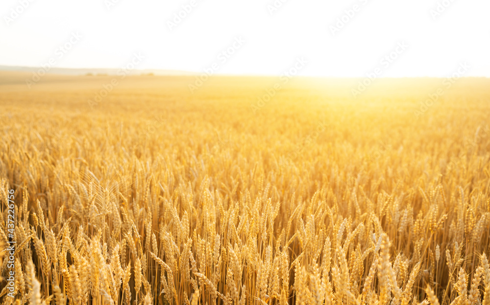 Wheat field. Ears of golden wheat close up. Beautiful Nature Sunset Landscape. Rural Scenery under Shining Sunlight. Background of ripening ears of wheat field. Rich harvest Concept... Wheat field. Ears of golden wheat close up. Beautiful Nature Sunset Landscape. Rural Scenery under Shining Sunlight. Background of ripening ears of wheat field. Rich harvest Concept...