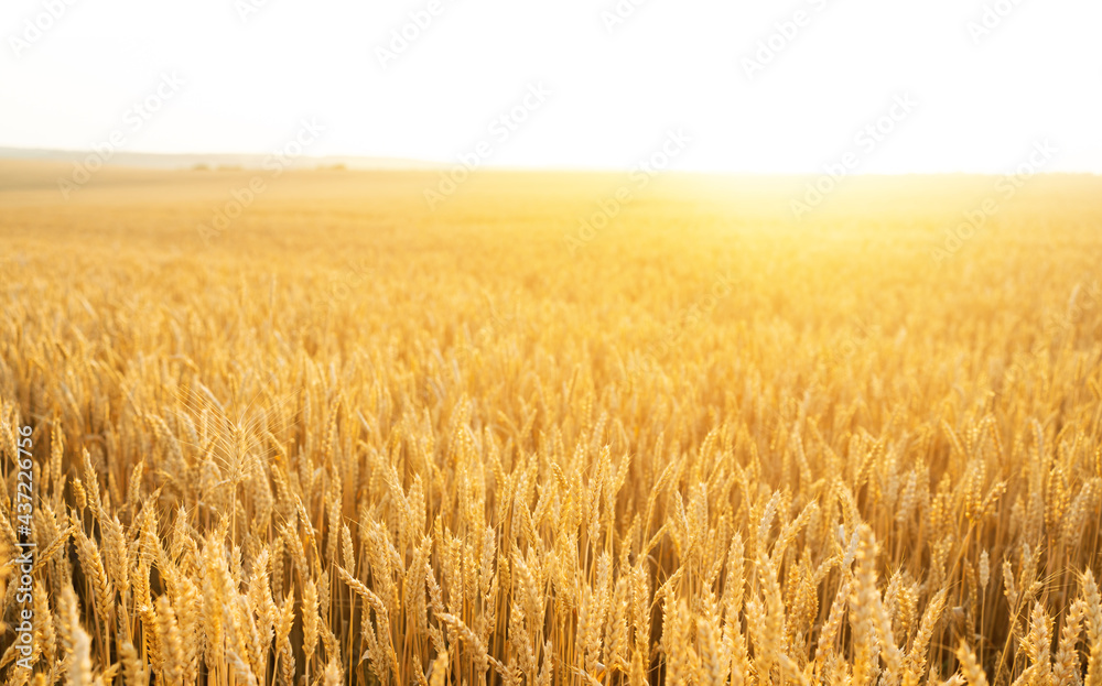 Wheat field. Ears of golden wheat close up. Beautiful Nature Sunset Landscape. Rural Scenery under Shining Sunlight. Background of ripening ears of wheat field. Rich harvest Concept...