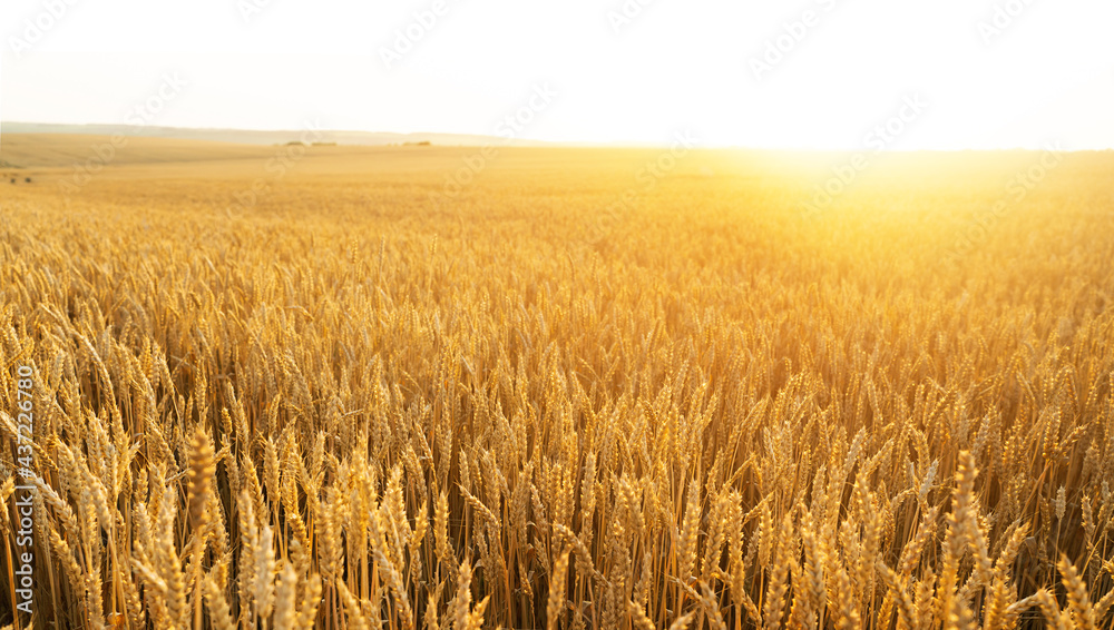 Wheat field. Ears of golden wheat close up. Beautiful Nature Sunset Landscape. Rural Scenery under Shining Sunlight. Background of ripening ears of wheat field. Rich harvest Concept... Wheat field. Ears of golden wheat close up. Beautiful Nature Sunset Landscape. Rural Scenery under Shining Sunlight. Background of ripening ears of wheat field. Rich harvest Concept...