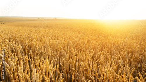 Wheat field. Ears of golden wheat close up. Beautiful Nature Sunset Landscape. Rural Scenery under Shining Sunlight. Background of ripening ears of wheat field. Rich harvest Concept...