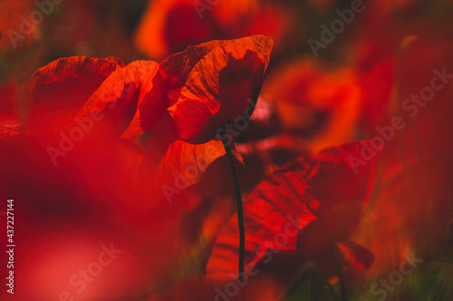 Red poppies in a poppy field when the wind is blowing, blurred background