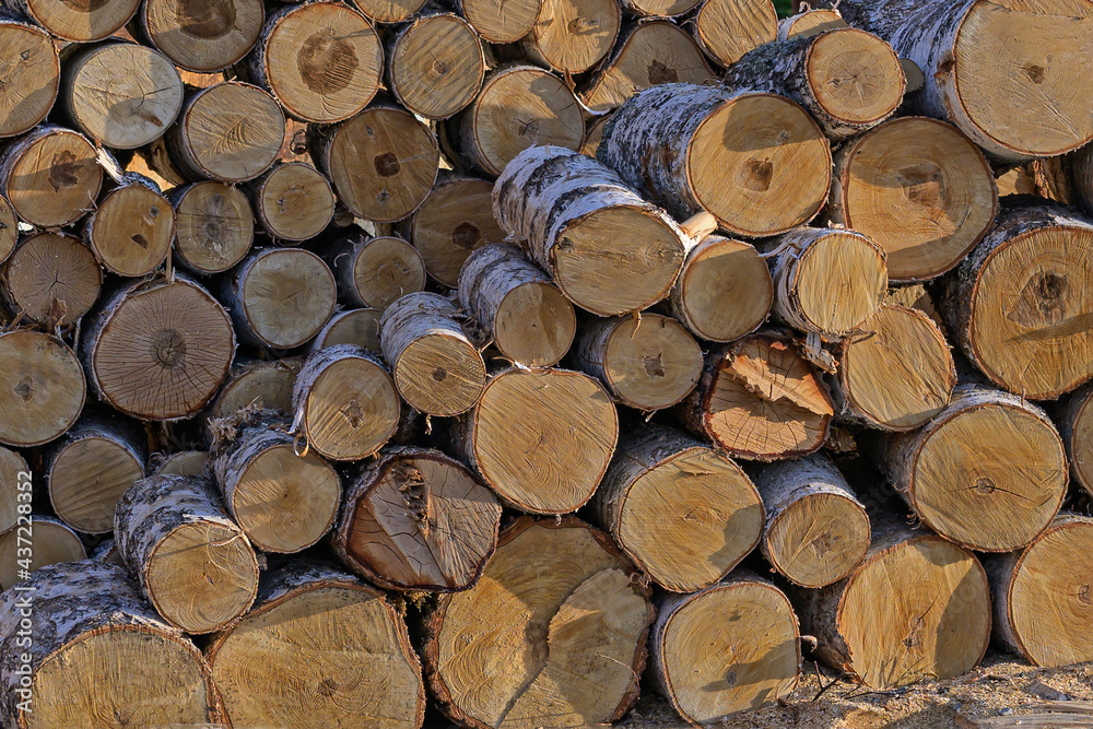 Fototapeta premium Sawn birch logs are stacked in a pile