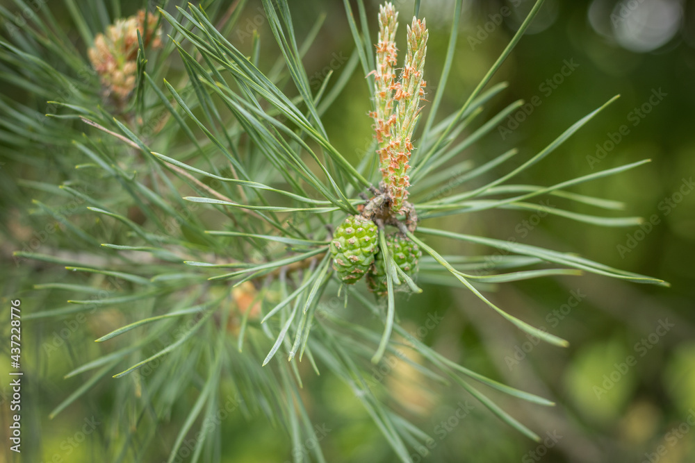 Young inflorescence on a pine branch in the spring Young inflorescence on a pine branch in the spring