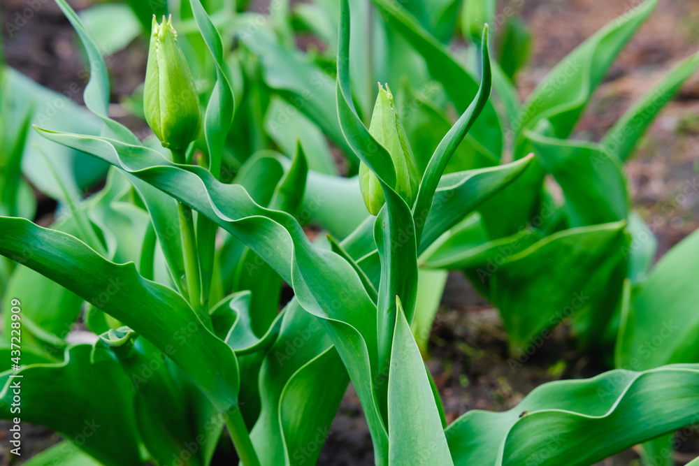 Obraz premium grass in the garden