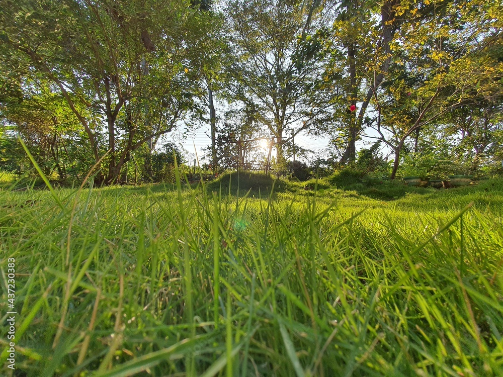 Obraz premium green grass and lake