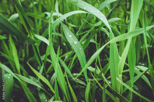 green grass in a summer meadow  summer background