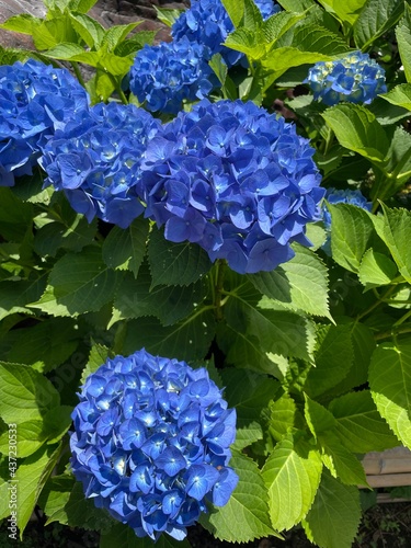 blue hydrangea flower