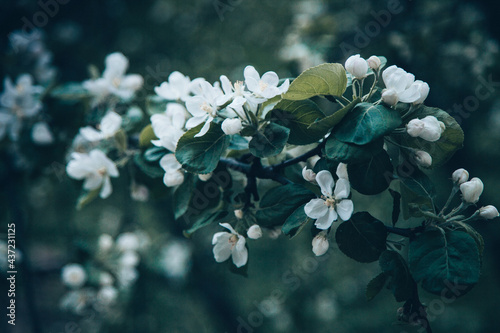 apple