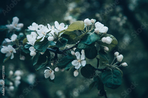 apple tree