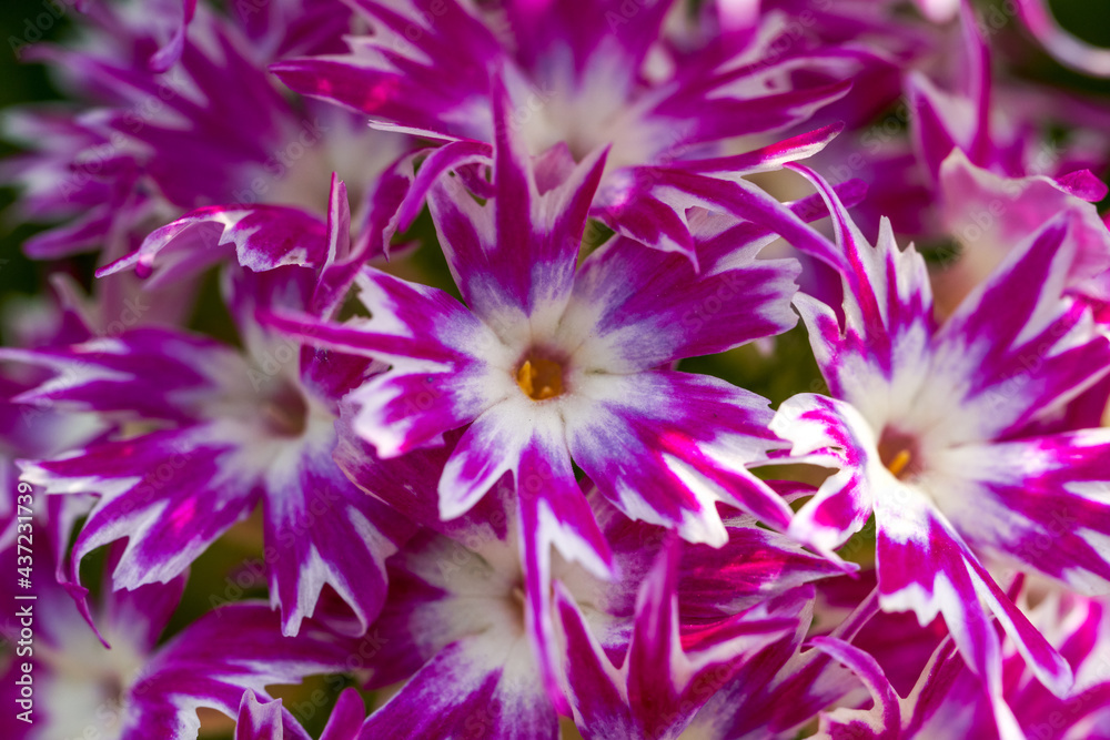 A bunch of blooming fuchsia marguerite flowers A bunch of blooming fuchsia marguerite flowers