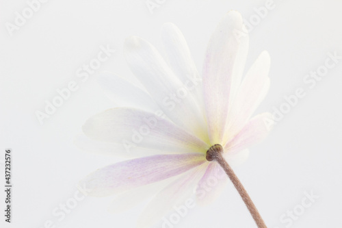 Reverse side of a white Anemone blanda against a white background