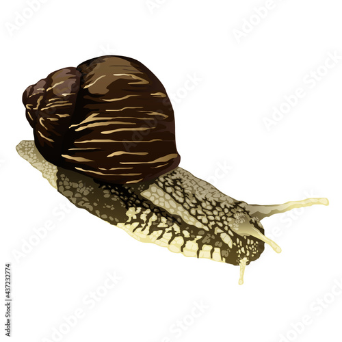Escargot