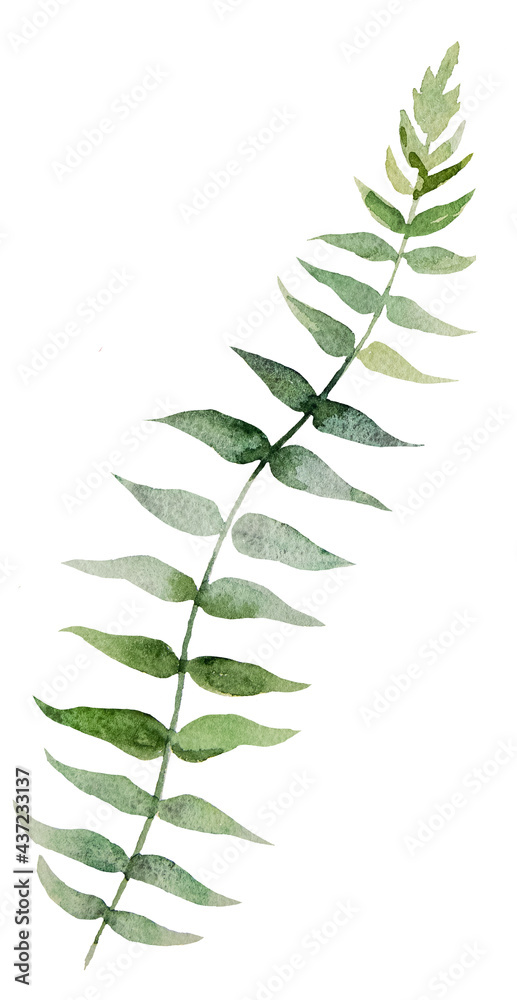 Watercolor botanical green leaves illustration Watercolor botanical green leaves illustration